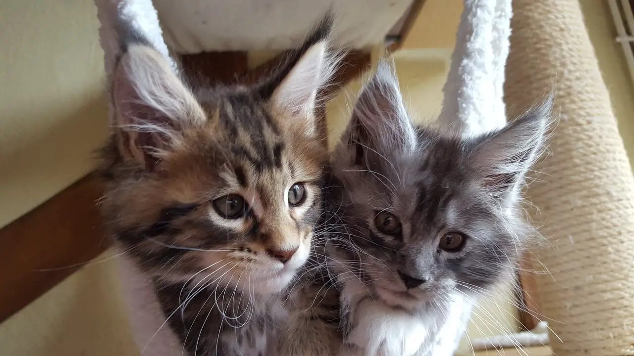 Latest List of 10+ Reputable Maine Coon Breeders in California by Sweet Cute Pets Medium