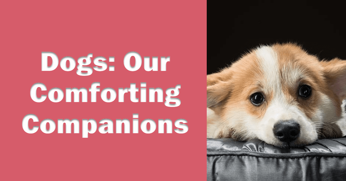 How to Sync Your Dog’s Care Collar by BeaconPet Medium