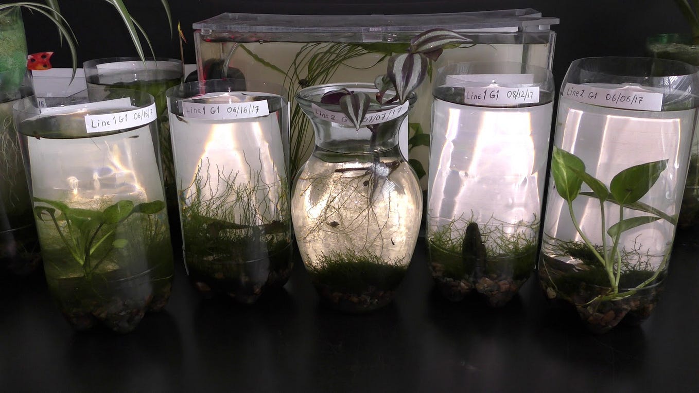 Preparing Land Moss to Grow Underwater Update by Michael Langerman Medium