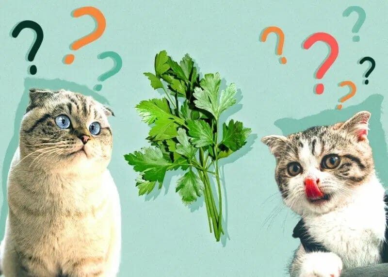 Is spinach safe for cats online