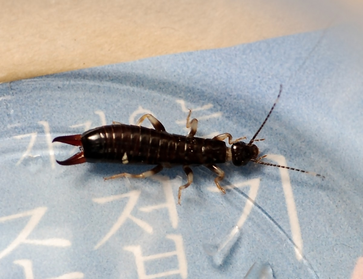 Common Signs Of A Silverfish Infestation And How Bait Traps Can
