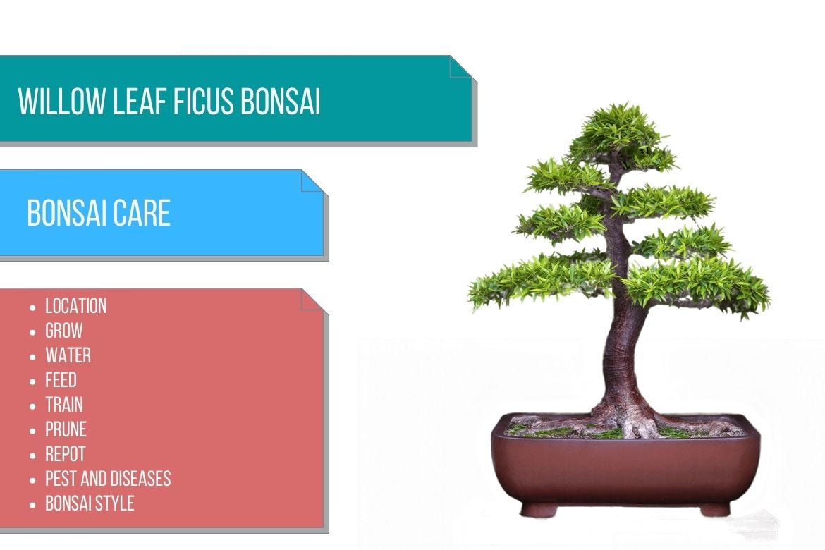 Seasonal Bonsai Tree Care What You Need to Know to Keep Your Tree