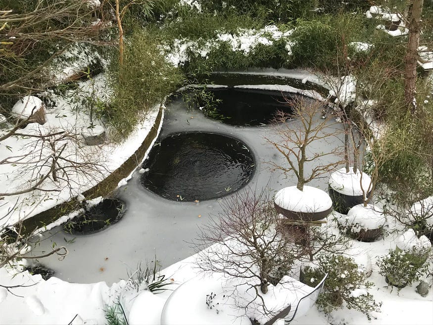 Can Koi Fish Survive the Winter?. Preparing Koi Fish and Ponds For
