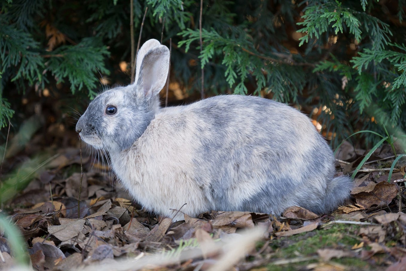 What Is the Lifespan for Domestic Rabbits? Backyard Bunny News Medium