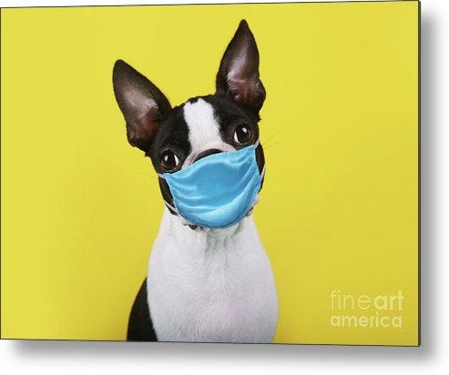 A dog wearing a surgical mask