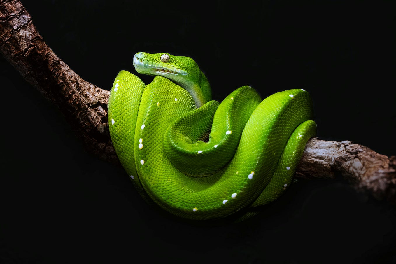 Languages I Wish I Learned Earlier as a Python Developer | by Huzaifa ...