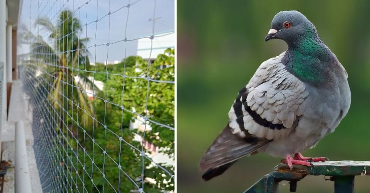 Mastering Pigeon Net Installation: Your Key to a Bird-Free Space