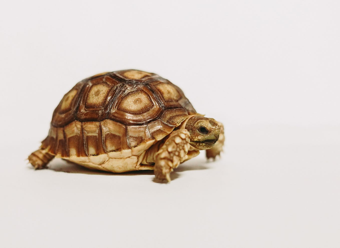 A brown turtle on a white background.