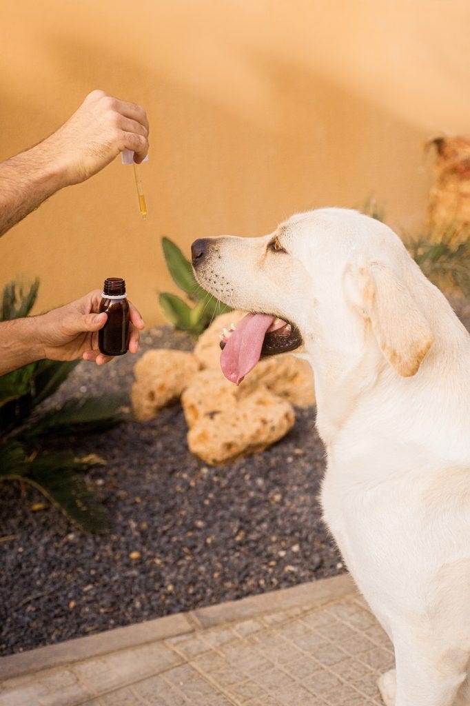 The benefits of lip oil. From the cold, dry air of winter to the… by