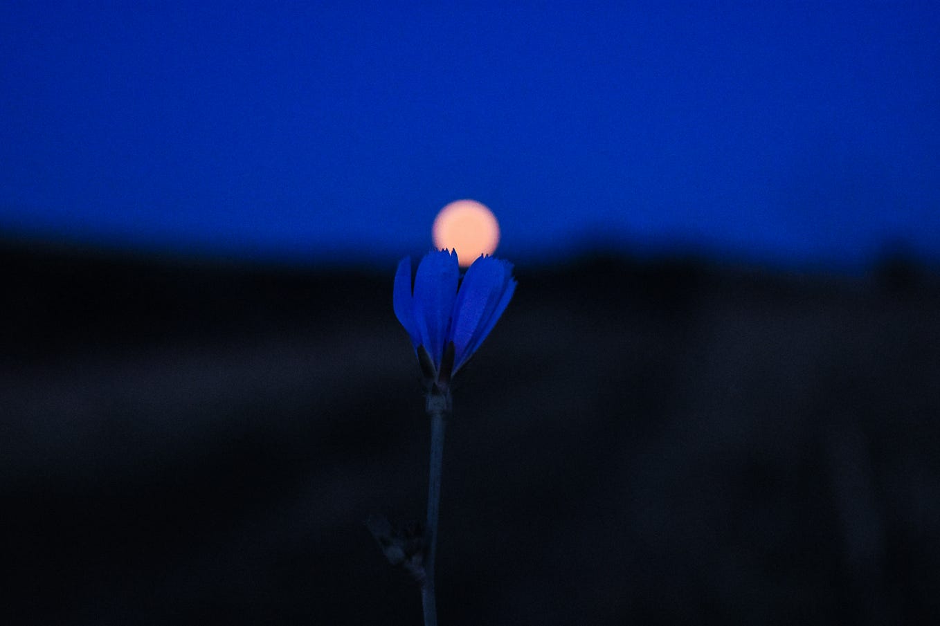 I recently saw the Netflix documentary Inside the Mind of a Dog. It