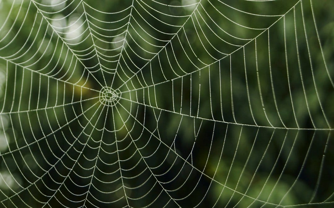 How Spider Webs Might Be Used to Repair Your Tissues in The Future