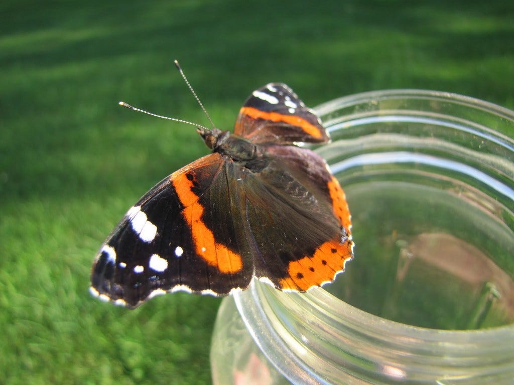 Milkweed Butterflies Are More Murderous Than They Look - The New York Times