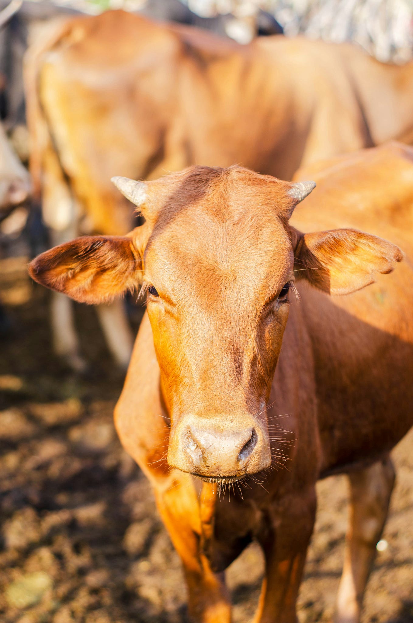 Red Heifer Sacrifice Date 2024 05 - hrpyfla