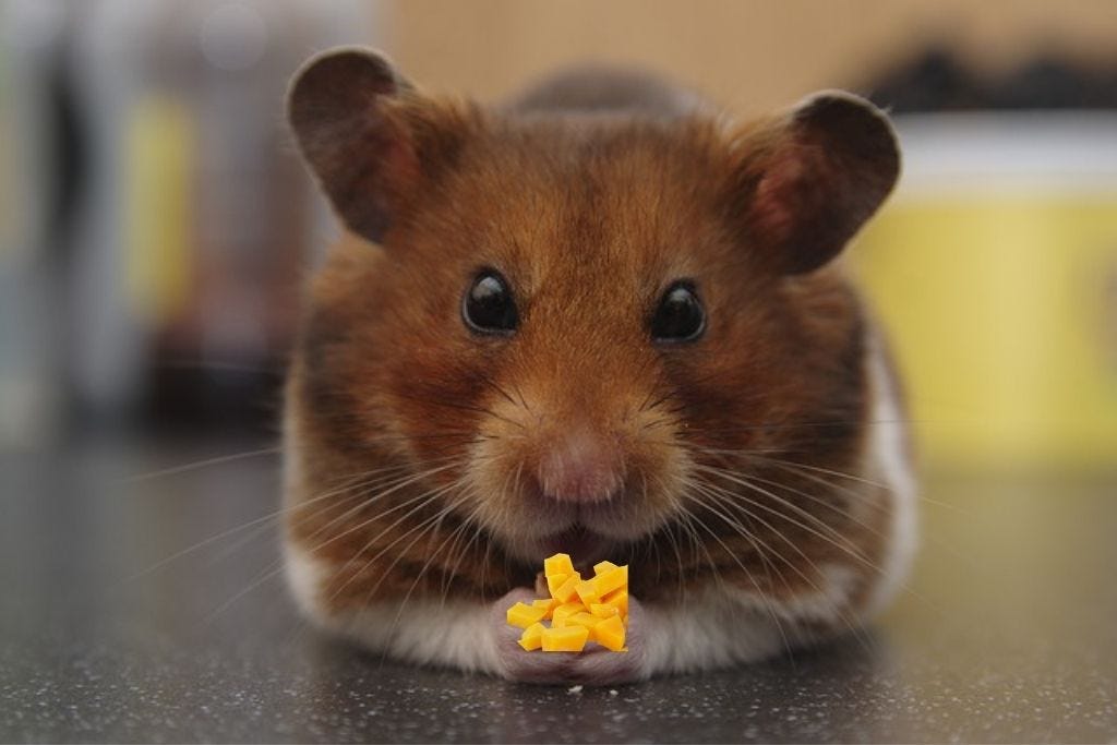 Can Hamsters Eat Tomatoes? All You Need To Know! by pets animals