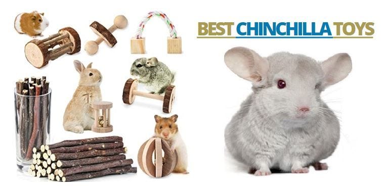 Best chinchilla clearance toys