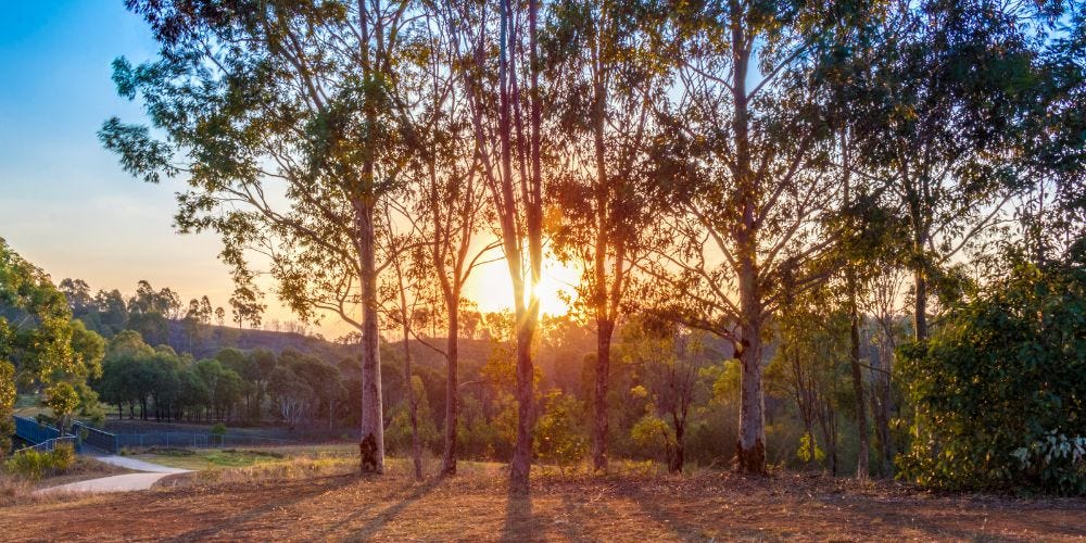 Common Tree Diseases and Pests in Southern California Identification