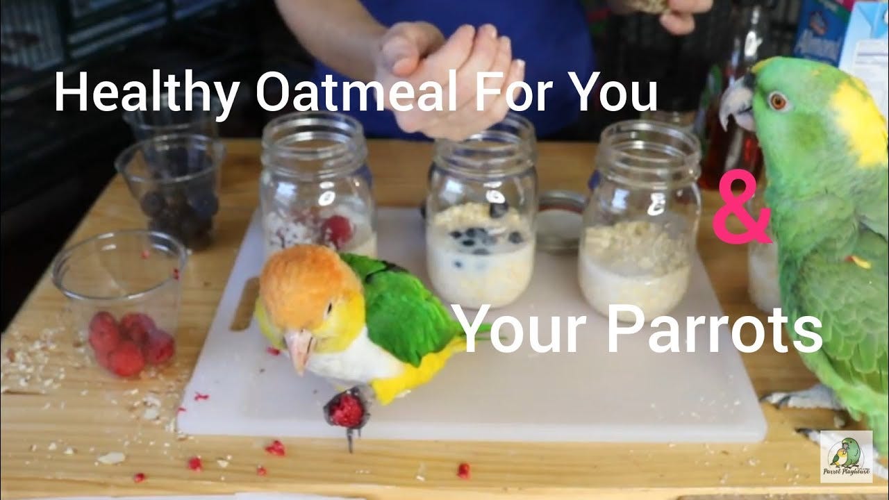 How Long Does It Take for a Budgie to Die Vital Insights by Posedlw