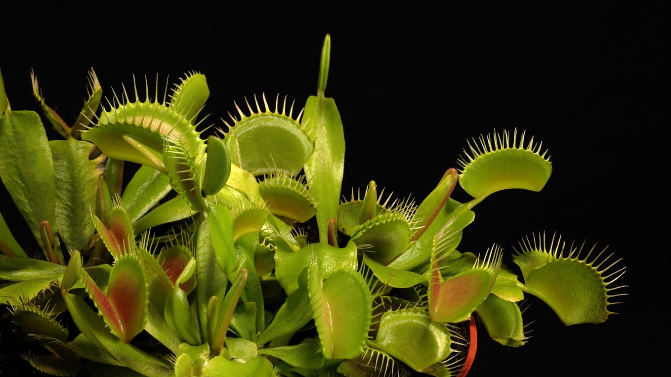 Plant Spotlight: Venus Flytrap. This October, I’m writing spotlights on ...
