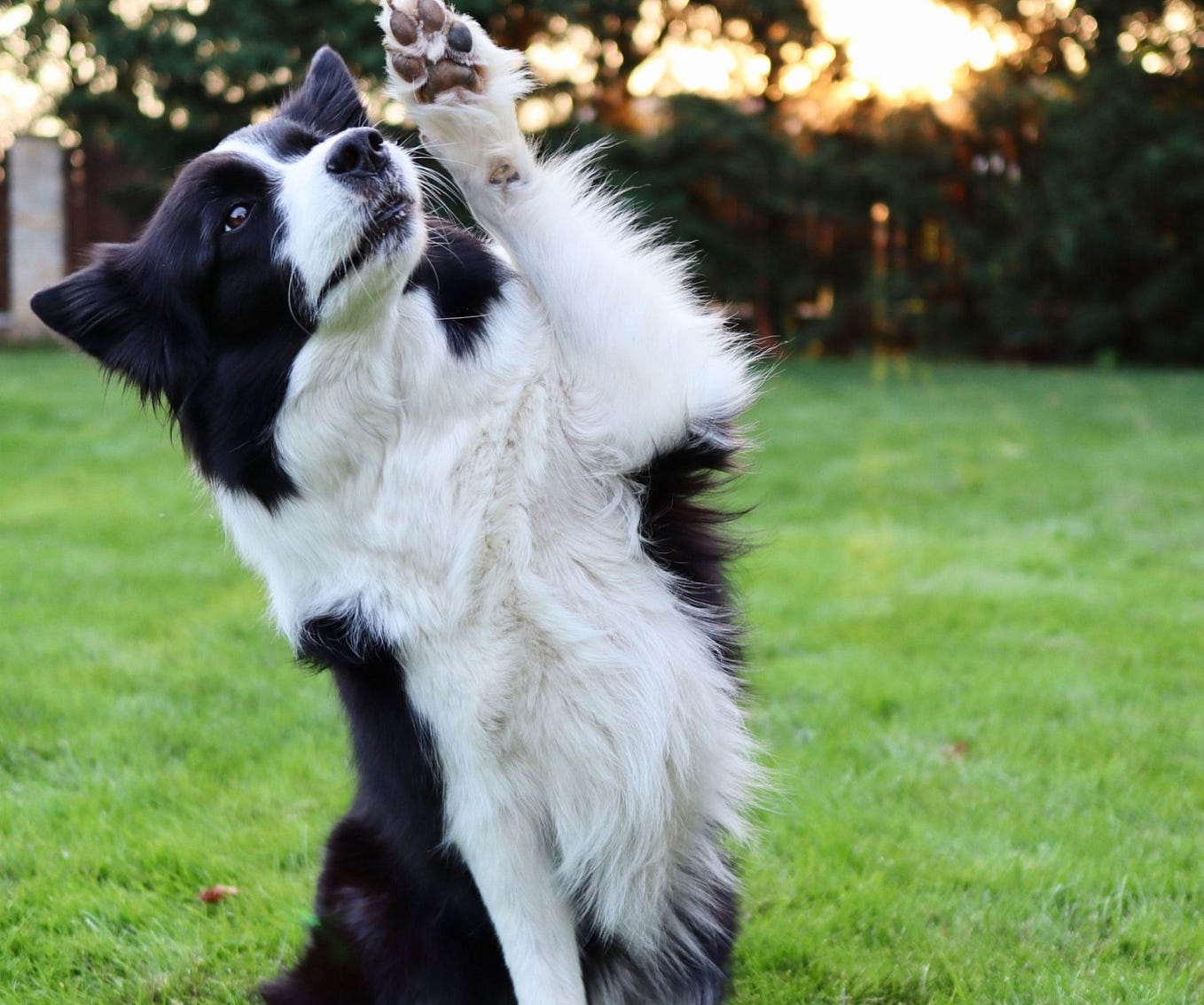 How to Teach Your Dog to Lift His Leg When Peeing? by Usman farooqi