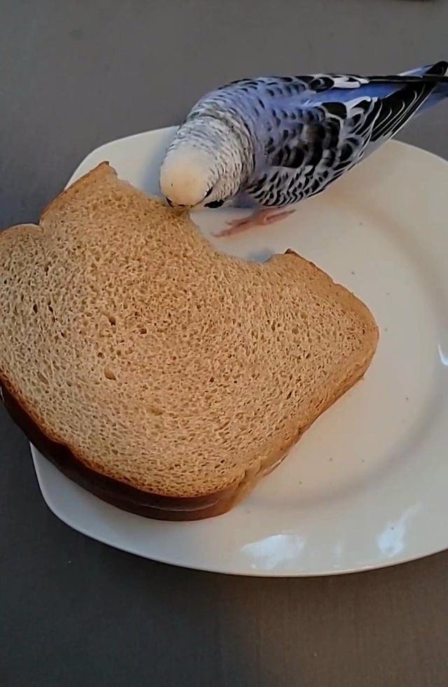 What is the Difference between Budgies and Lovebirds Unveiled! by