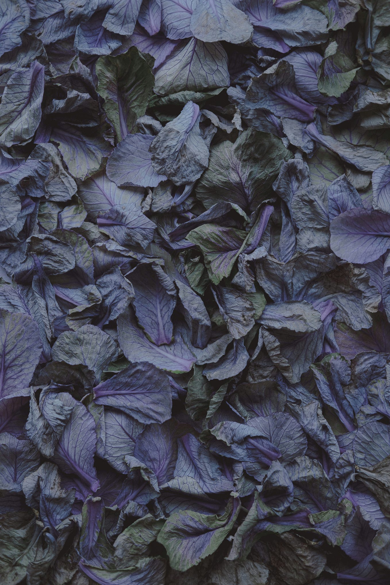 Cricket has my heart and we can't the memories about them Dr