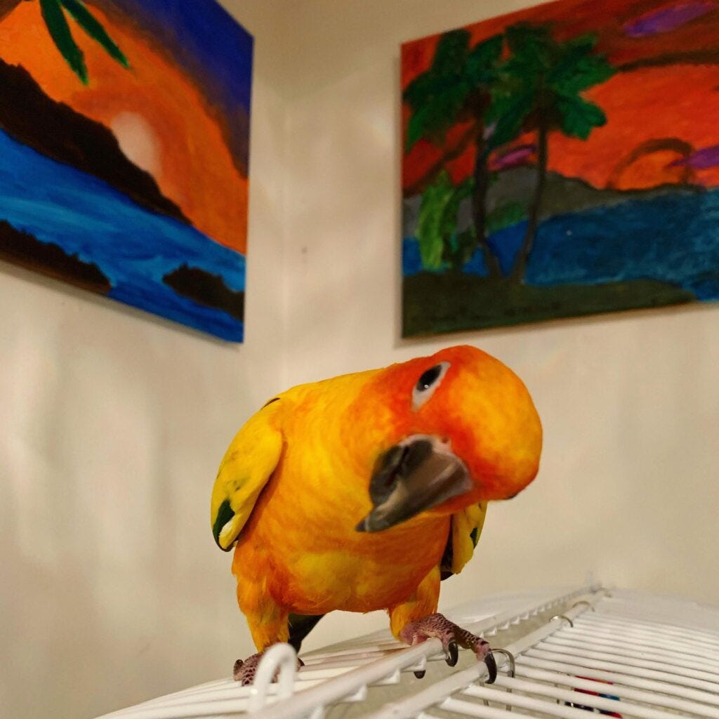 Thrifty Bird Boarding: Premier Bird Sitting Services in Toronto | by ...