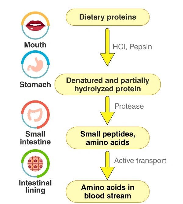 Is Moringa Protein Powder Good for Uric Acid? by SHEERMADNESS