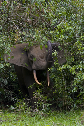 The Congo Rainforest Without Elephants: An Uncertain Future