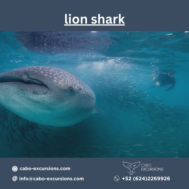 Unveiling the Mysteries of the Lion Shark A Deep Dive into the Ocean’s(06)