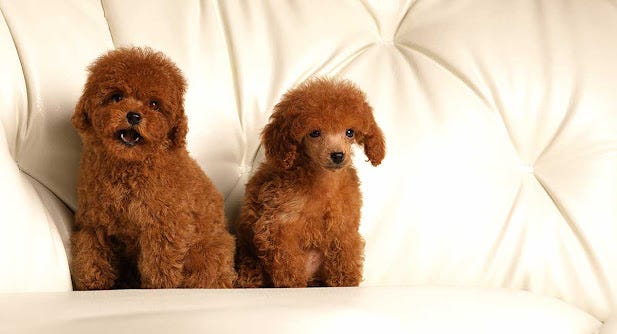 Medium shop red poodle