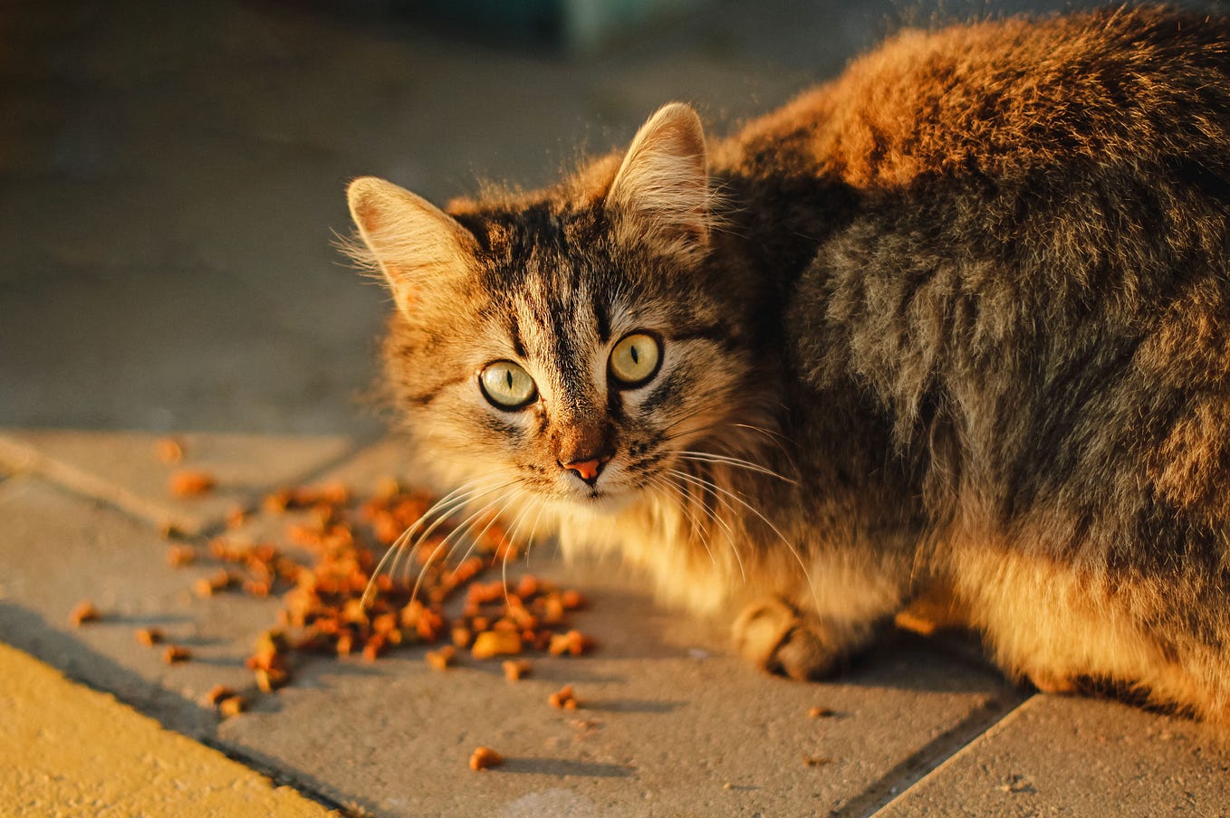 Welche Inhaltsstoffe sollten dem Futter einer Katze niemals zugesetzt werden? Verzicht auf