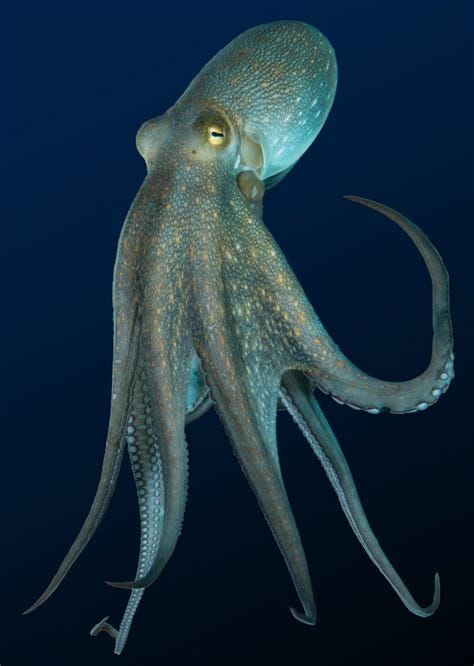 Kraken Darknet  Вена