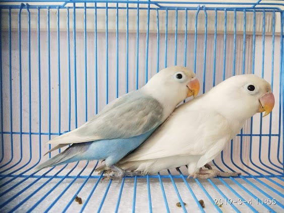 how-much-you-need-to-expect-you-ll-pay-for-a-good-nearby-pet-shop-by