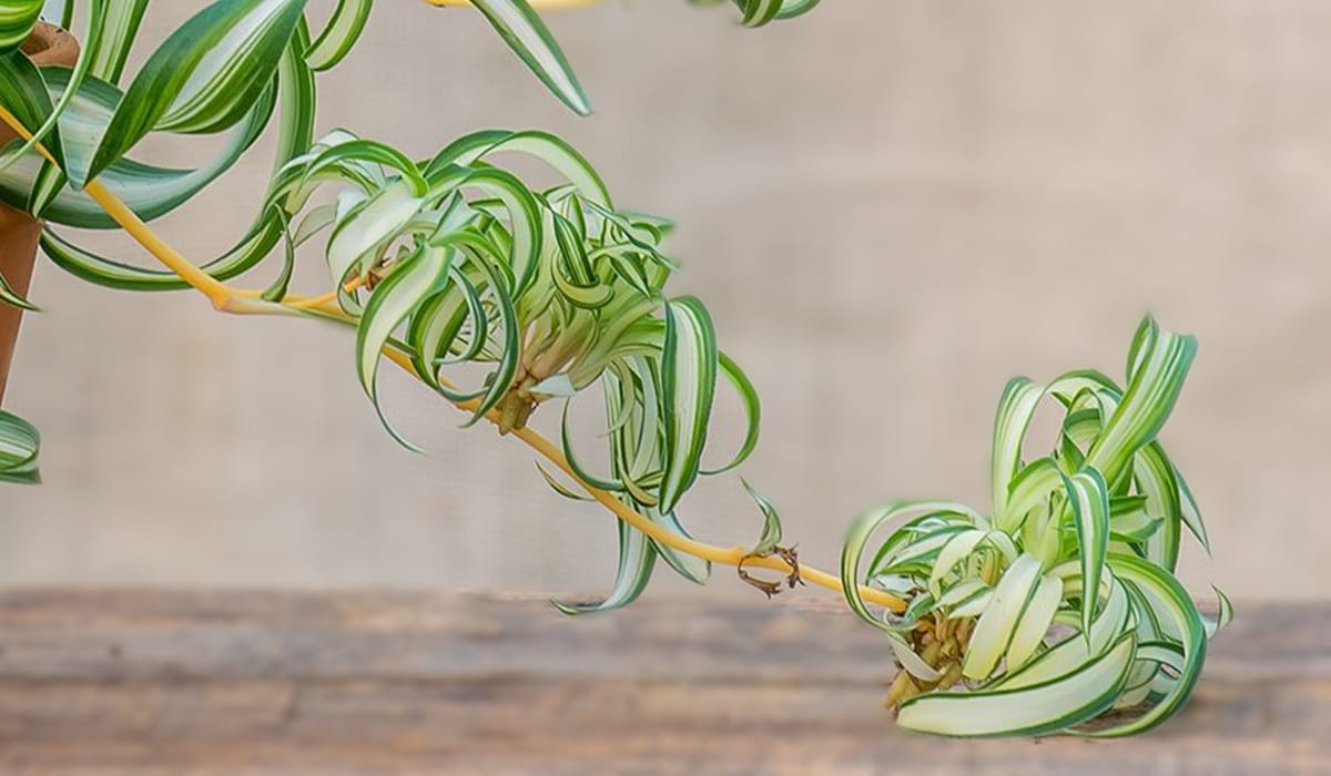 Pothos Plant How To Plant Grow And Care Easy In House By Easy pothos-plant-how-to-plant-grow-and-care-easy-in-house-by-easy