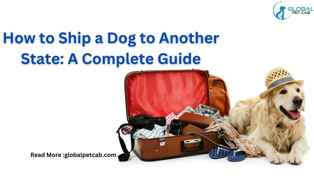 The Complete Guide on How to Ship a Dog Internationally by Global Pet