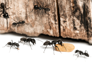 Best Carpenter Ants Pest Control Services 2023 — Pest Control services (exopest.ca)