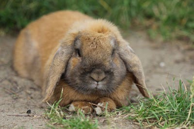 How to Keep Your Pet Rabbit Healthy