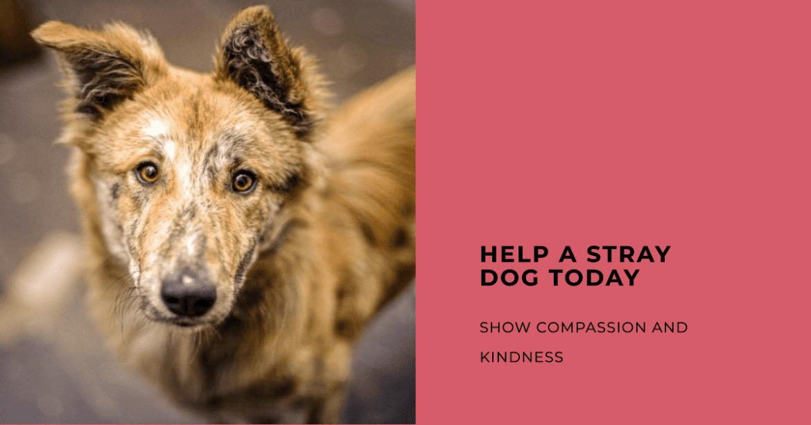 How to Sync Your Dog’s Care Collar by BeaconPet Medium