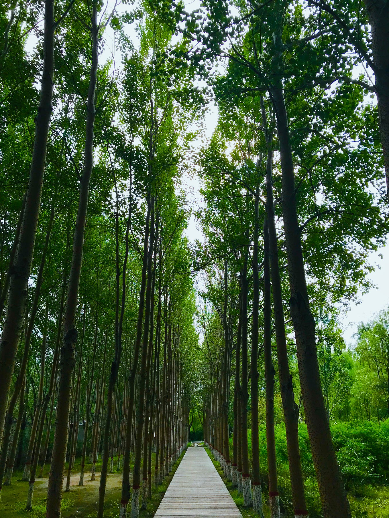 Mathematics for Deep Learning (Part 1) | by Hevans Vinicius Pereira ...