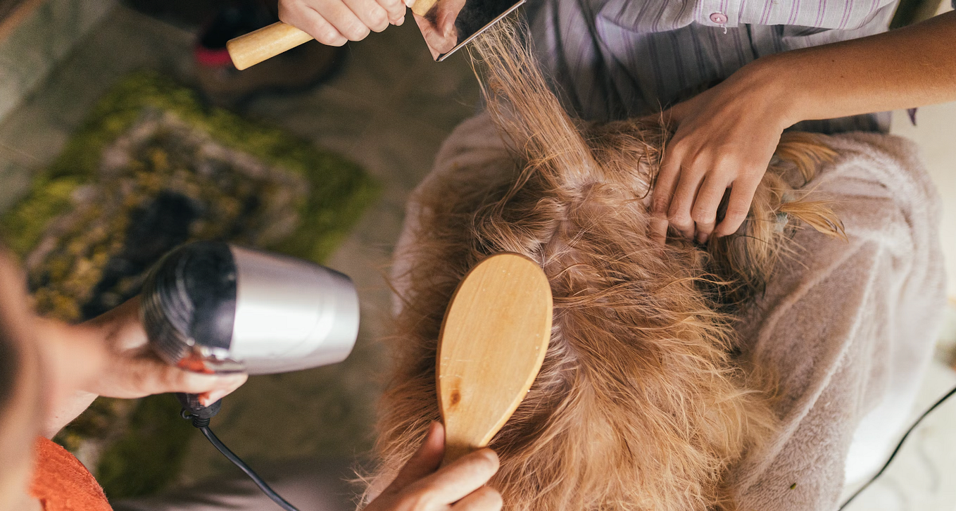 Dog Grooming Jvc | Petssociety.ae - Pets Society - Medium