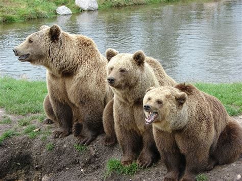 Three brown bears on the side of a river.