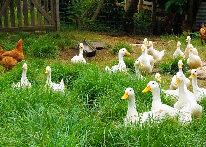 Are Backyard Chickens A Bad Idea? Backyard Chicken News Medium