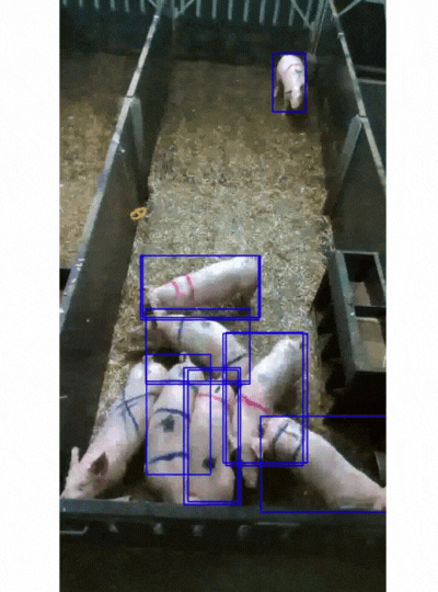 Livestock management and preventive care with AI and video analytics