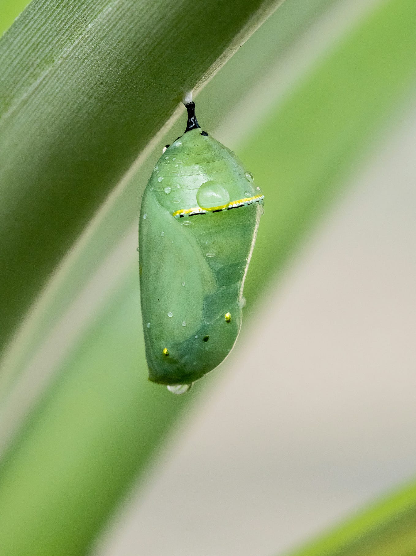 Chrysalis Sterling Silver Large Faceted Green Aventurine Gem Drop main image 1