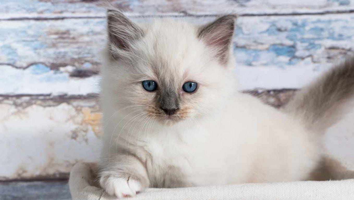 How Much Do Maine Coon Cats Cost? by Maine Coon Cats Medium