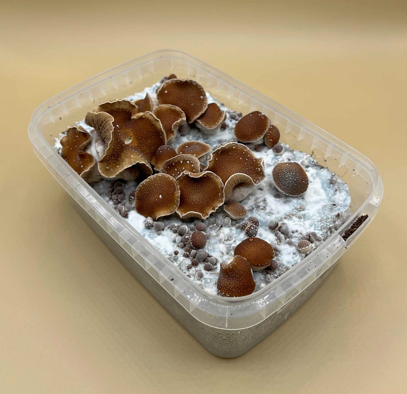 Exploring the Wonders of Magic Mushroom Kits in British Columbia | by ...