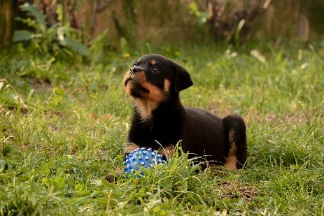 Rottweiler puppy — Midnight FP | by Ivan Vujkovic | Medium