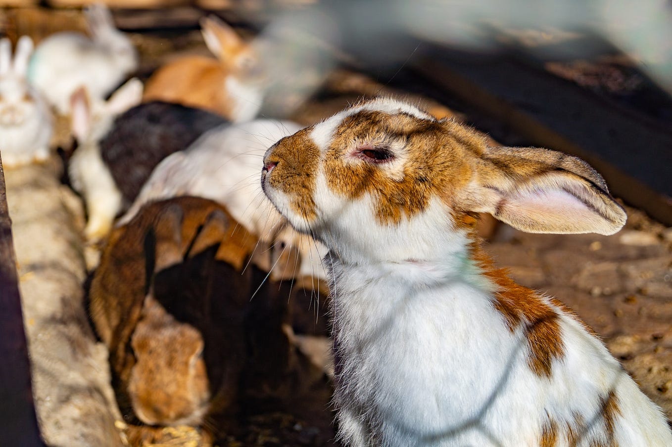 Outdoor rabbit heat outlet lamp