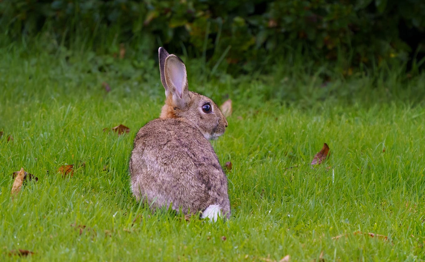 Do Domestic Rabbits Get Fleas? Backyard Bunny News Medium