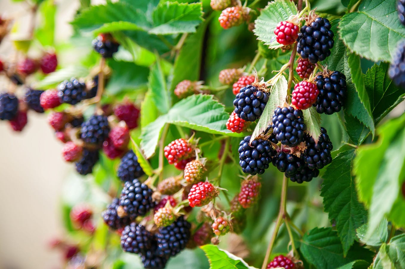 Planting blackberry bushes at home provides you with a bountiful berry harvest year after year.